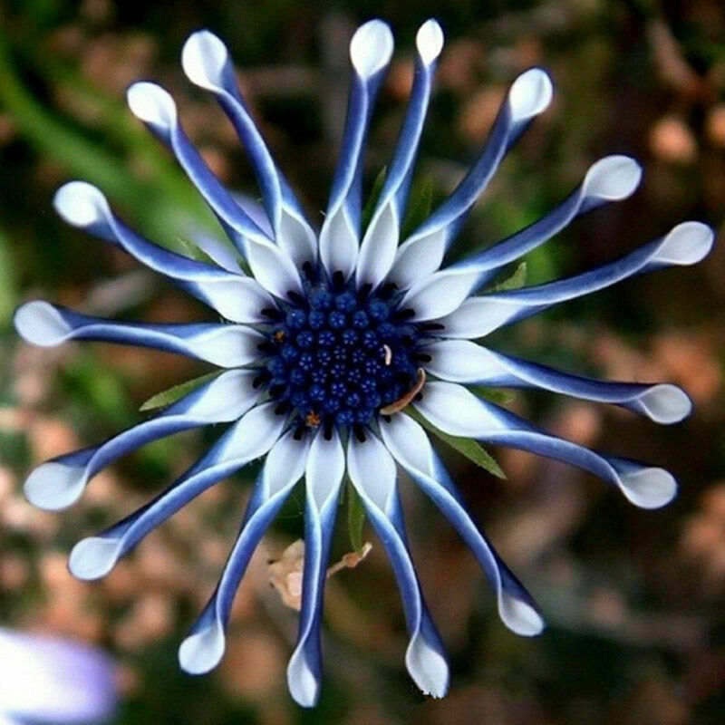 Blue Daisy robuste Pflanzen Blumensamen exotisch