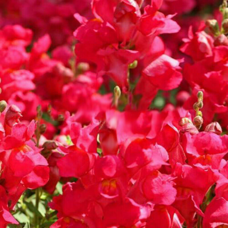 Snapdragon Antirrhinum Majus Samen mischte Farben