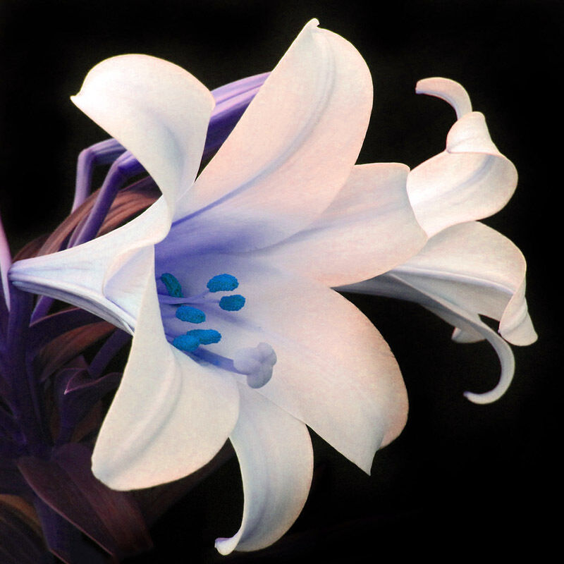Blaue Herz Lilien Blumen Samen Bonsai Pflanze Lily Pflanzensamen 20 stück