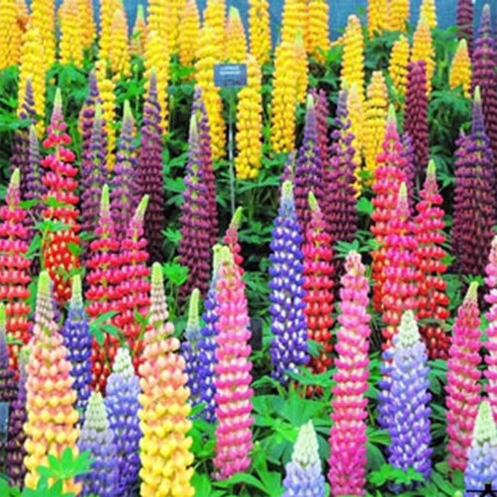 Assorted Farbe Russell Lupinus Polyphyllus Lupine Samen Garten Blumen 10 stück