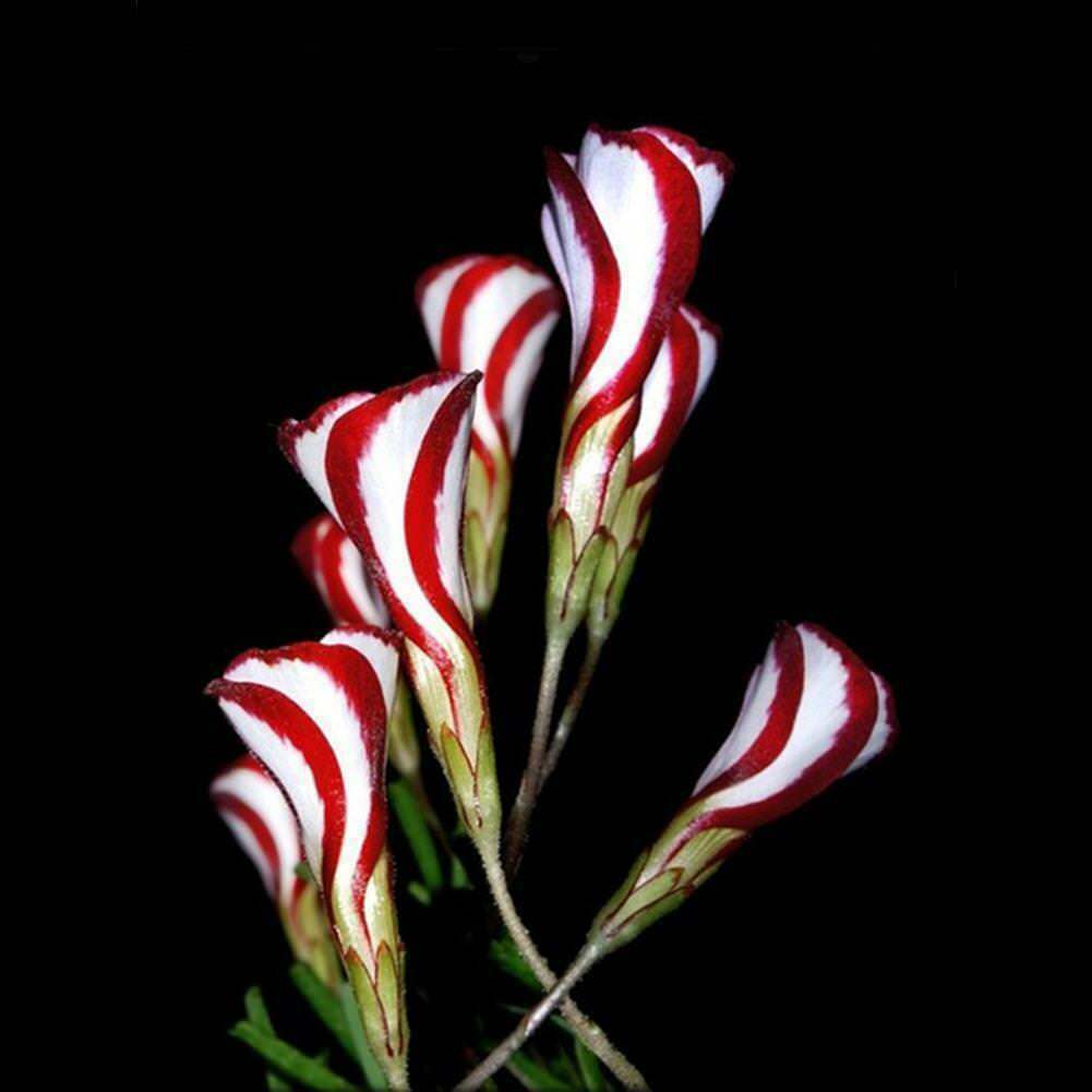Oxalis versicolor Blumensamen