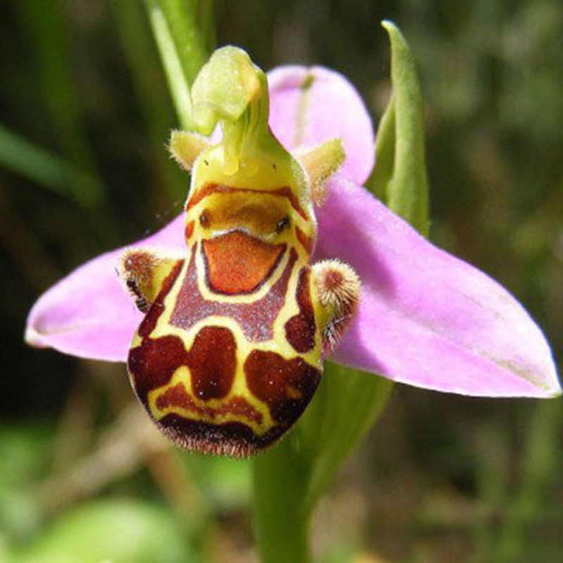 lächeln gesicht biene orchidee blumensamen hausgarten 5 stück