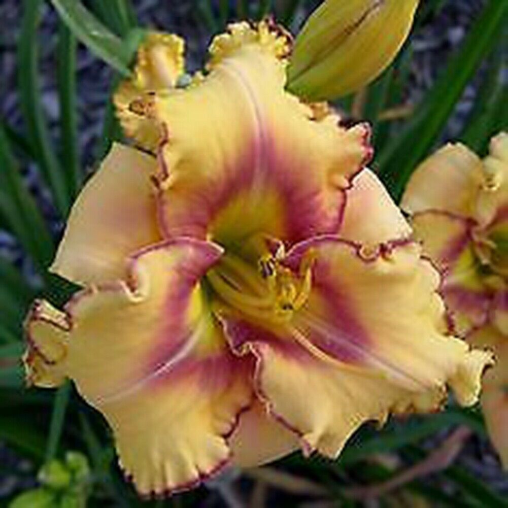Bunte Daylily Lilien Samen Seltene Blumensamen