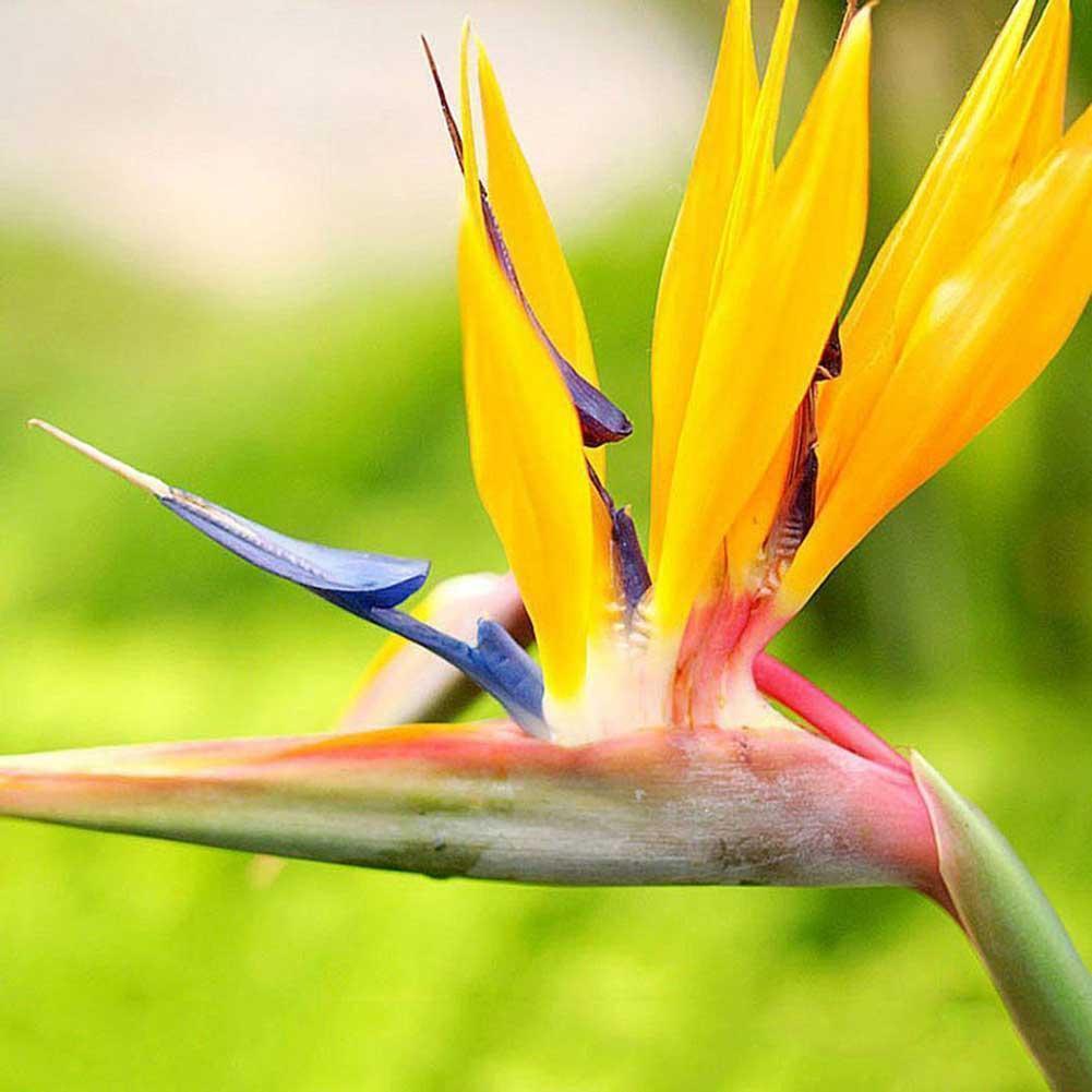 Strelitzia Blumen Orange Strelitzia Reginae Samen Paradiesvogel 5 stück