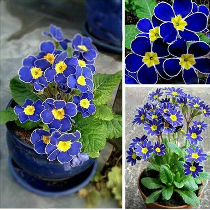 Blau Nachkerzen 15 stück