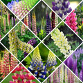 Assorted Farbe Russell Lupinus Polyphyllus Lupine Samen Garten Blumen 10 stück