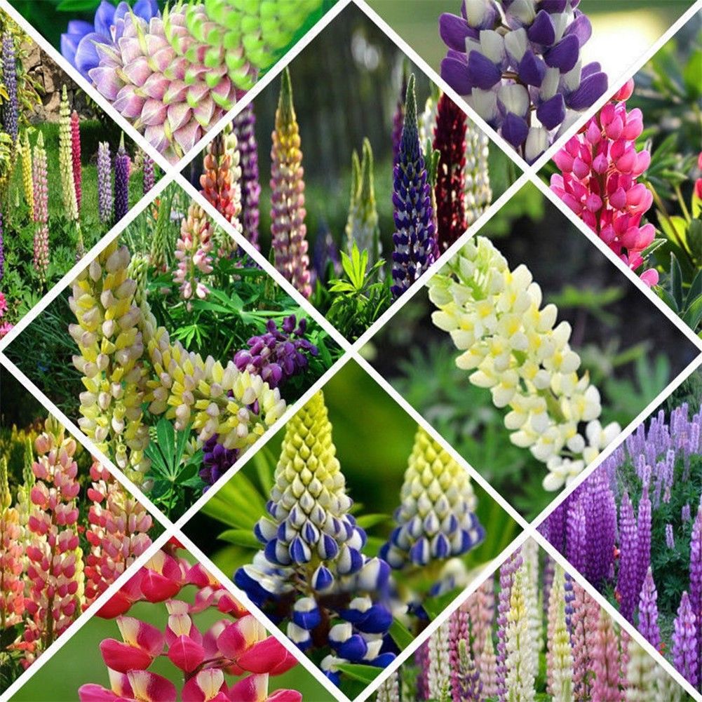 Assorted Farbe Russell Lupinus Polyphyllus Lupine Samen Garten Blumen 10 stück