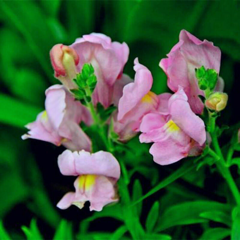 Snapdragon Antirrhinum Majus Samen mischte Farben