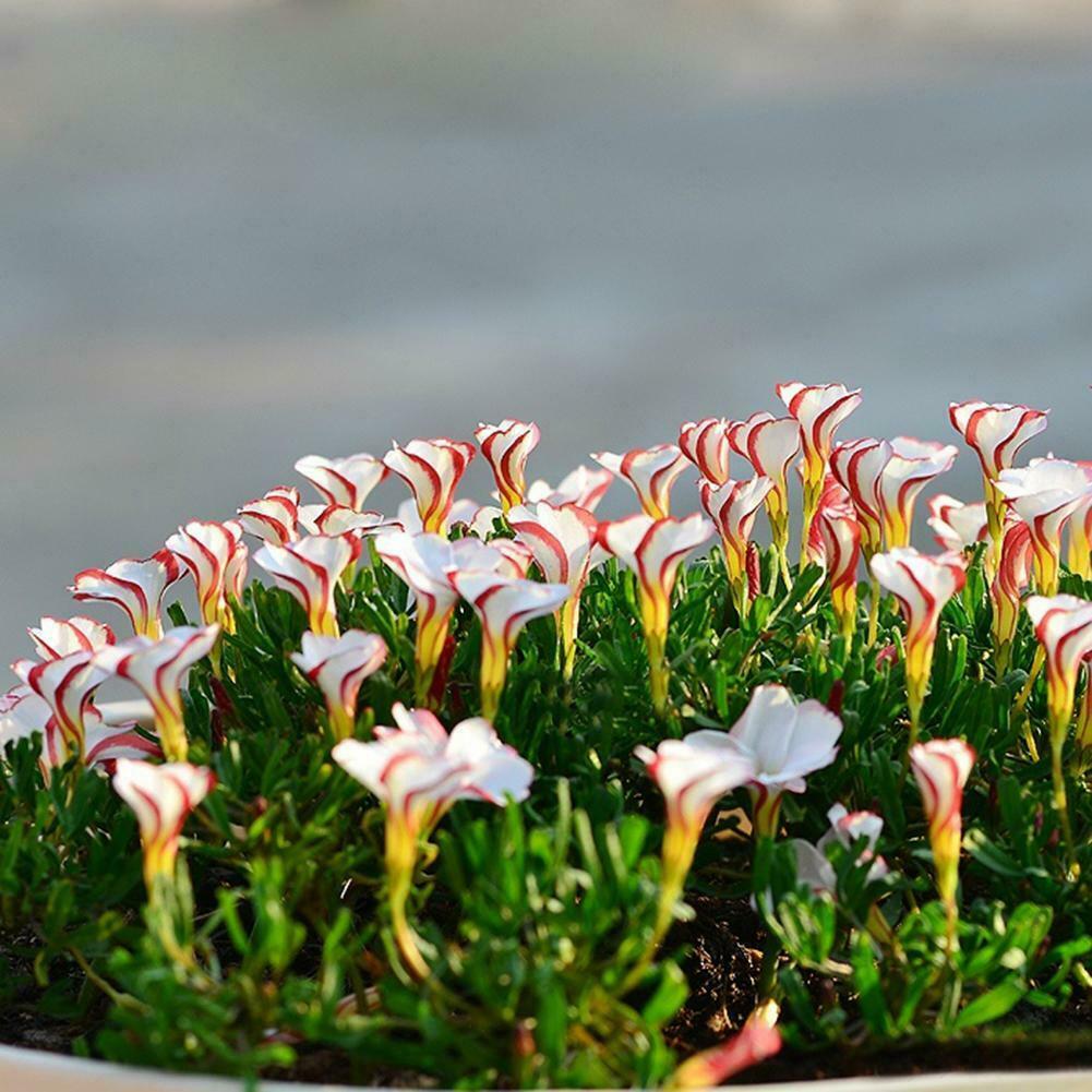 Oxalis versicolor Blumensamen