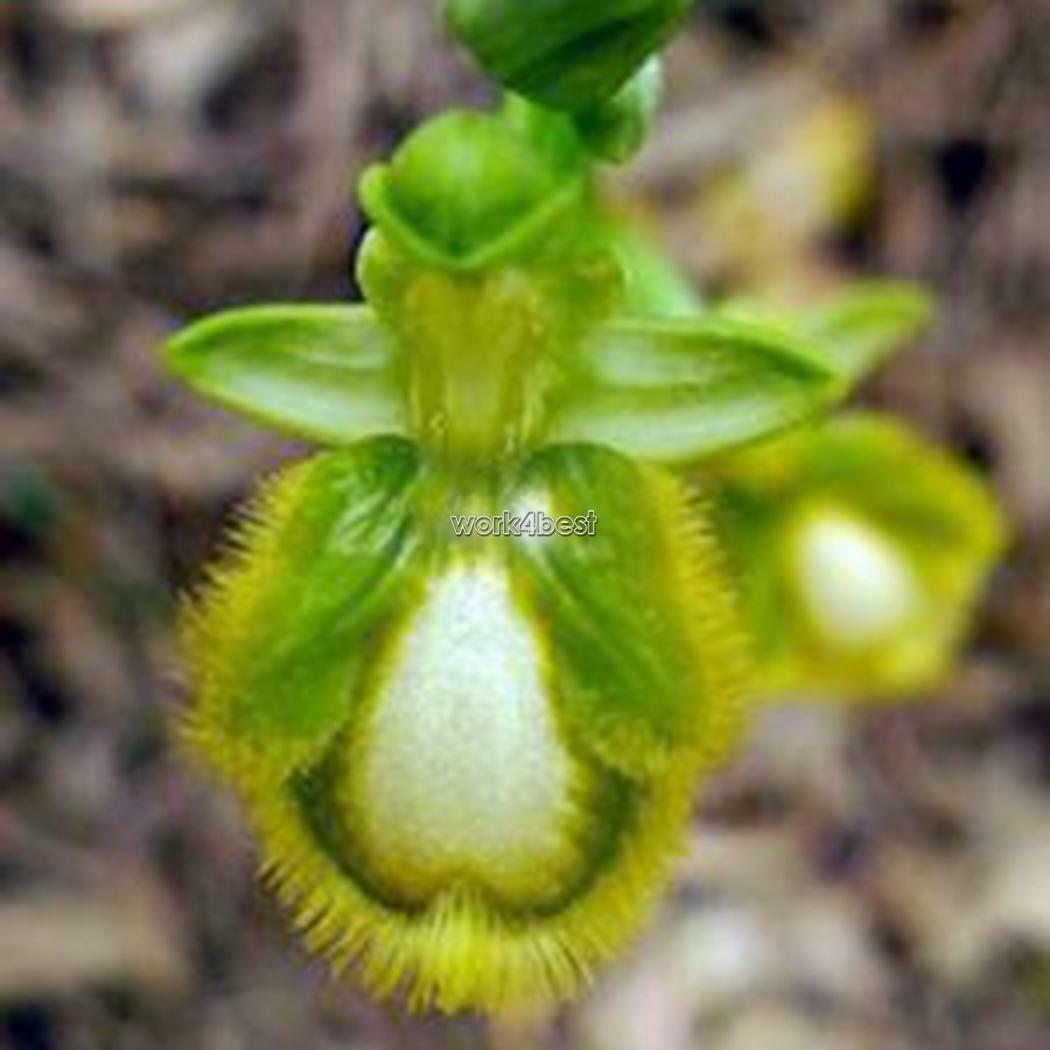 lächeln gesicht biene orchidee blumensamen hausgarten 5 stück
