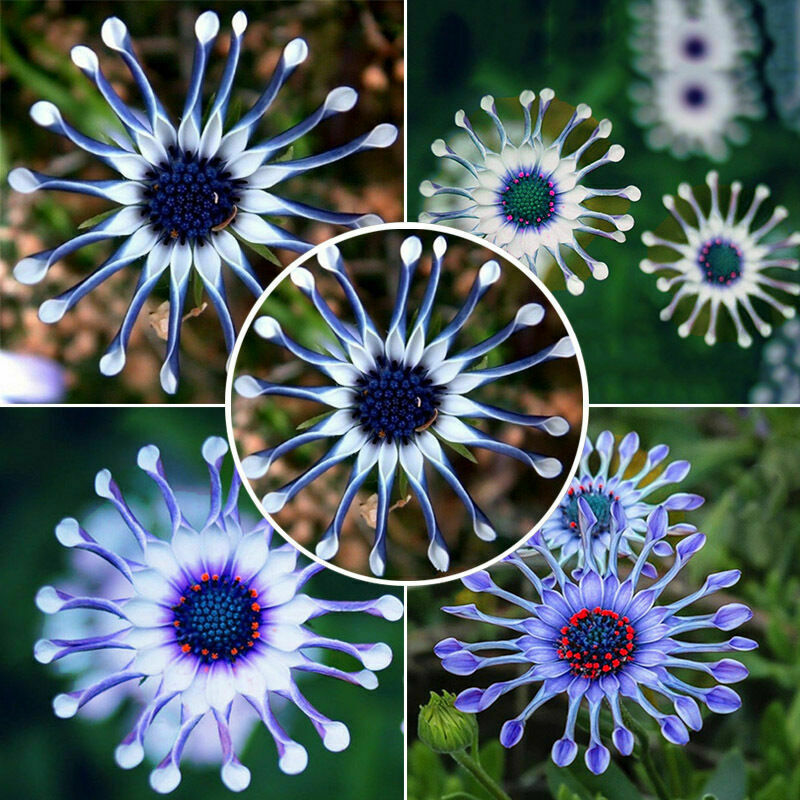 Blue Daisy robuste Pflanzen Blumensamen exotisch