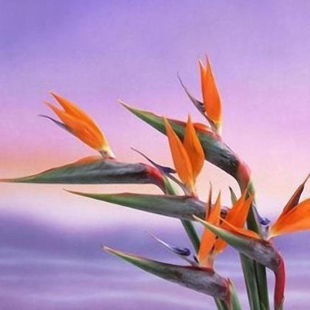 Strelitzia Blumen Orange Strelitzia Reginae Samen Paradiesvogel 5 stück