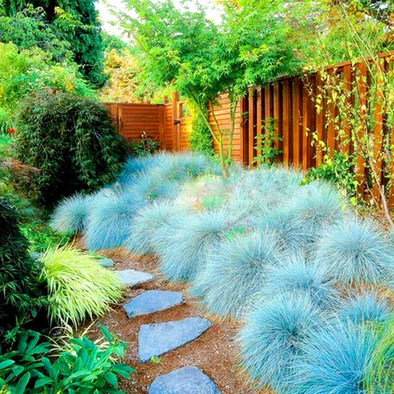 BLAUE FESCUE (Festuca glauca) 15 stück