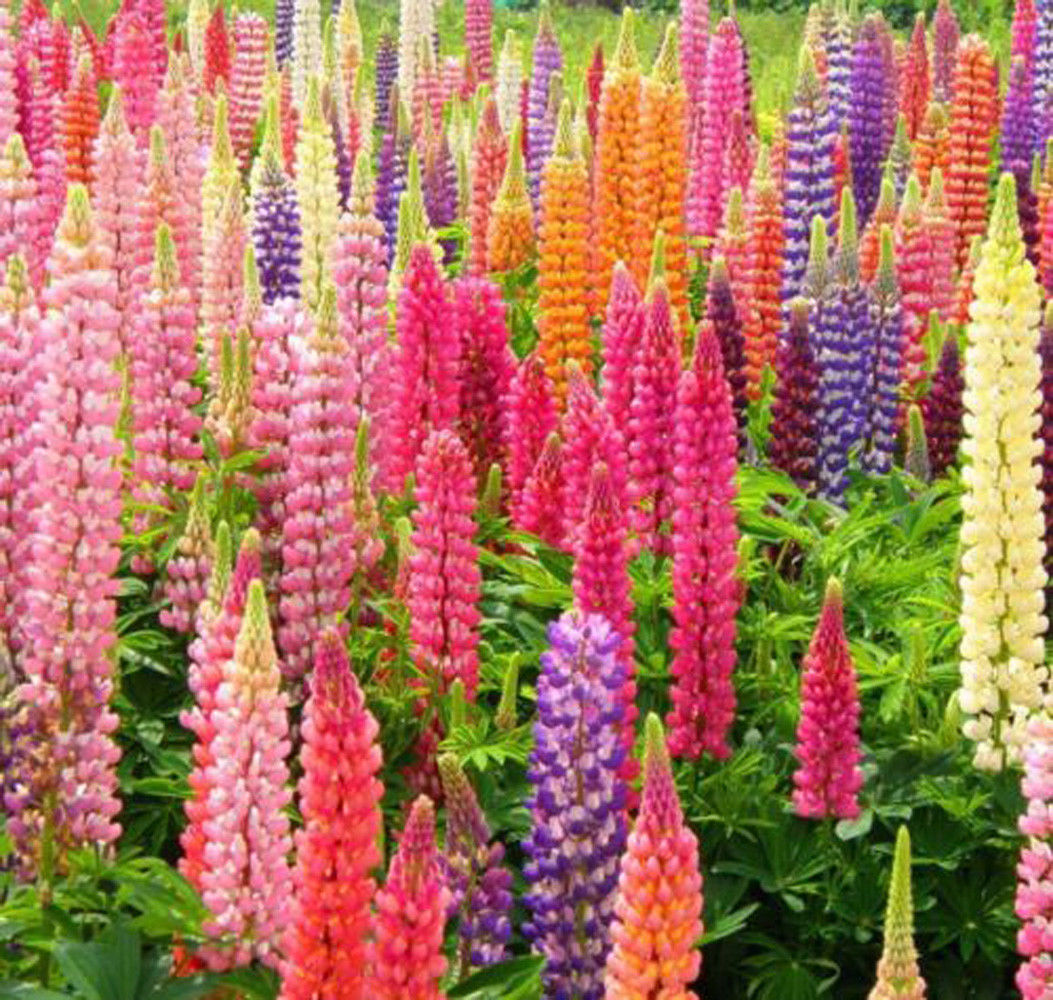 Assorted Farbe Russell Lupinus Polyphyllus Lupine Samen Garten Blumen 10 stück