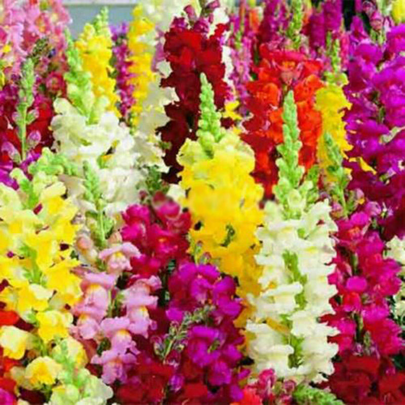 Snapdragon Antirrhinum Majus Samen mischte Farben