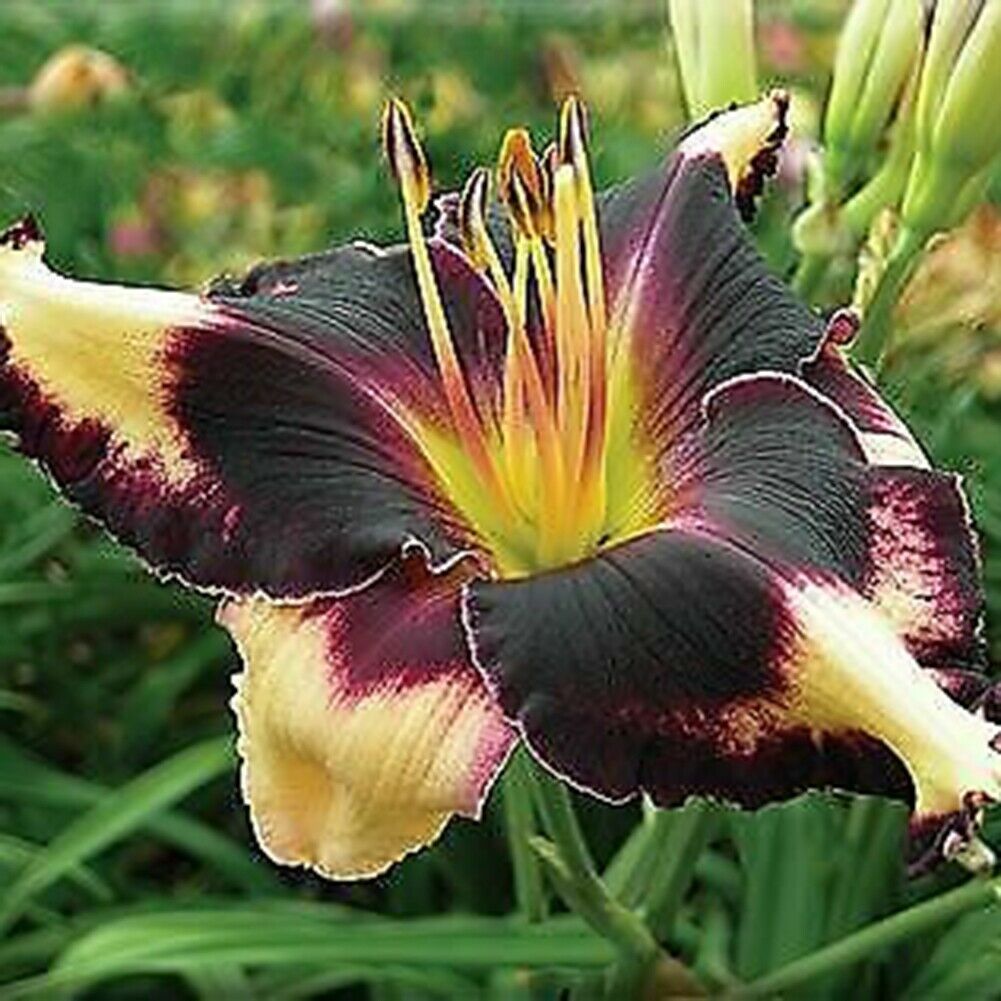 Bunte Daylily Lilien Samen Seltene Blumensamen