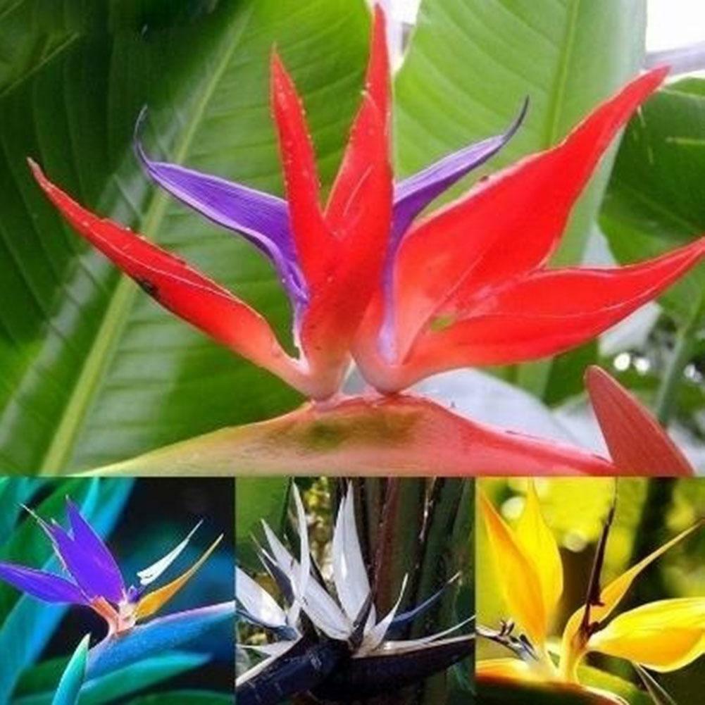 Strelitzia Blumen Orange Strelitzia Reginae Samen Paradiesvogel 5 stück