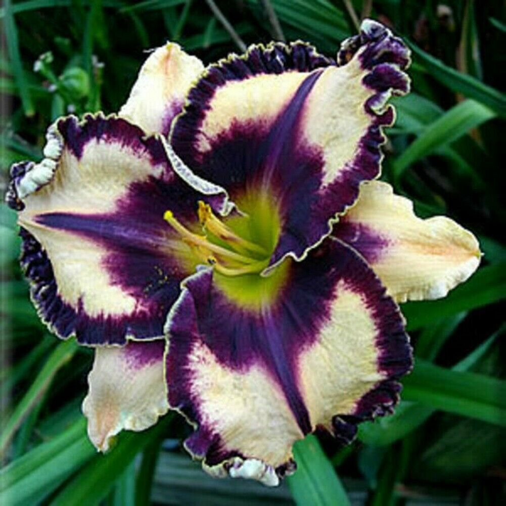 Bunte Daylily Lilien Samen Seltene Blumensamen
