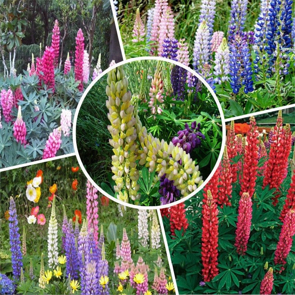 Assorted Farbe Russell Lupinus Polyphyllus Lupine Samen Garten Blumen 10 stück