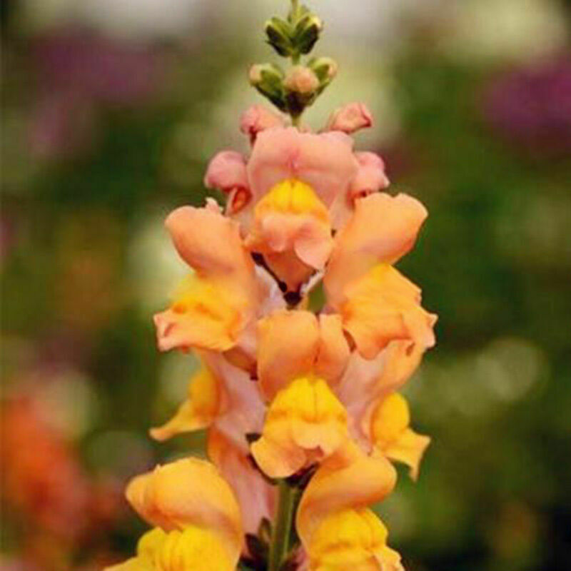 Snapdragon Antirrhinum Majus Samen mischte Farben