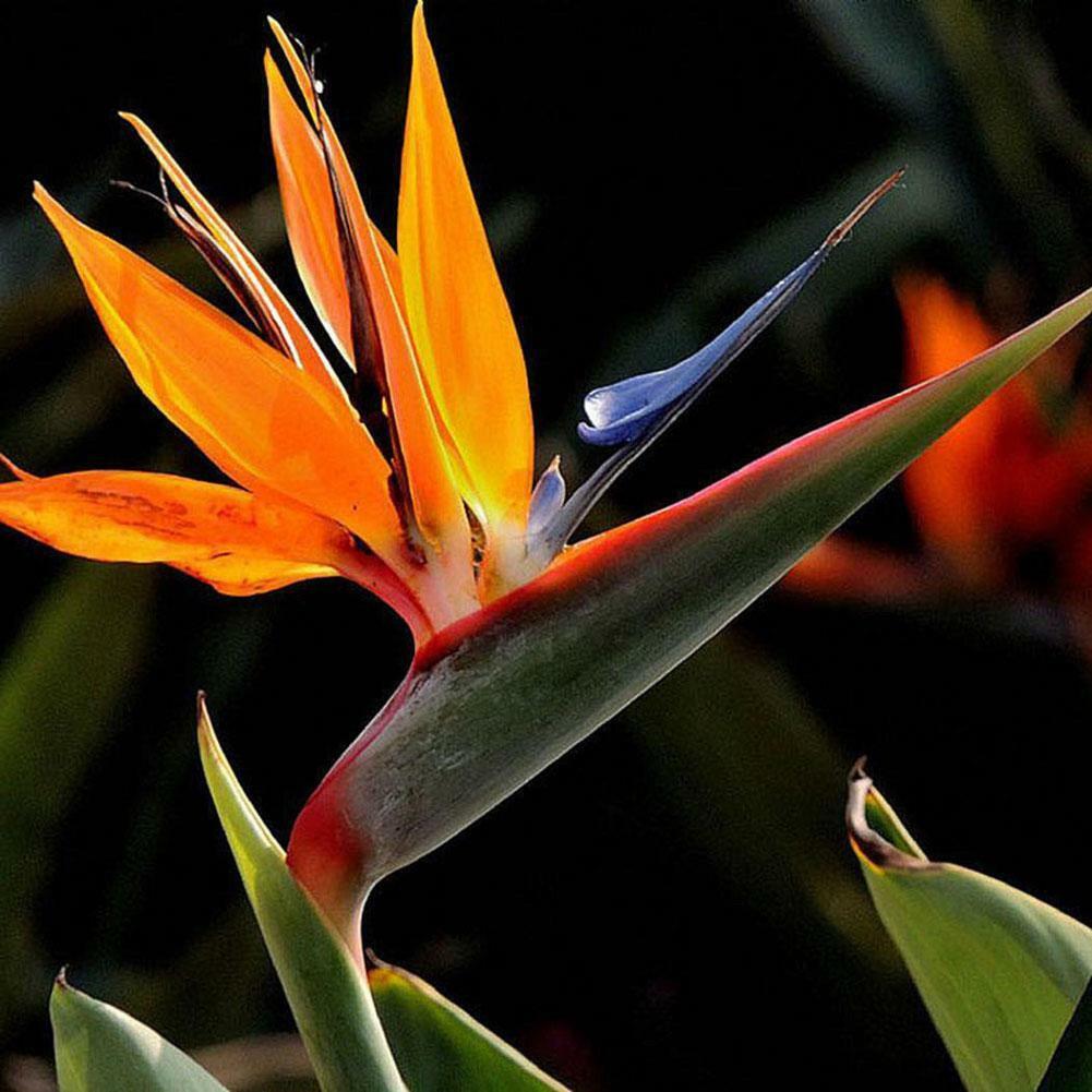 Strelitzia Blumen Orange Strelitzia Reginae Samen Paradiesvogel 5 stück
