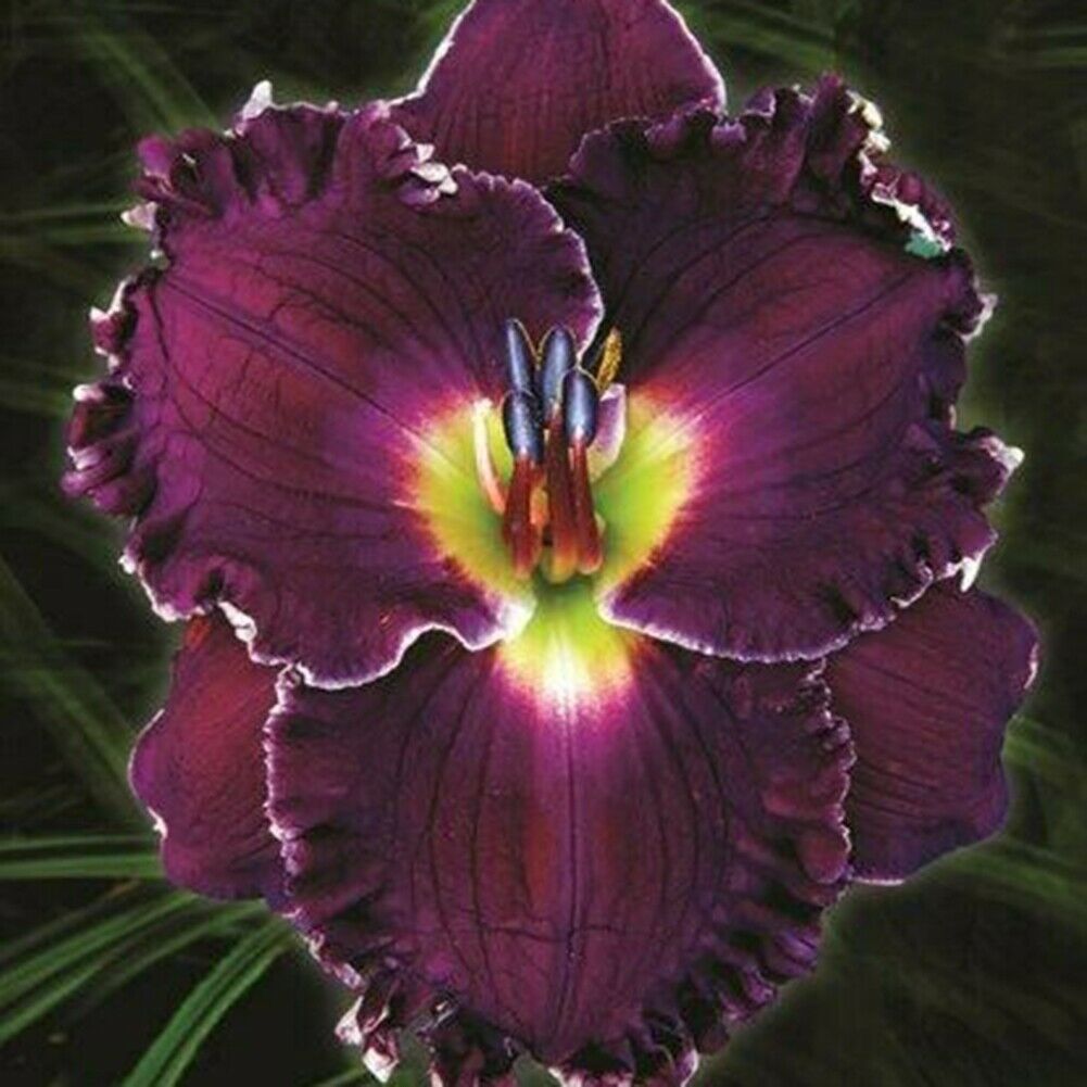 Bunte Daylily Lilien Samen Seltene Blumensamen