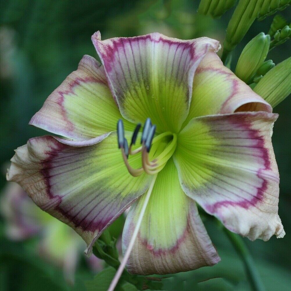 Bunte Daylily Lilien Samen Seltene Blumensamen