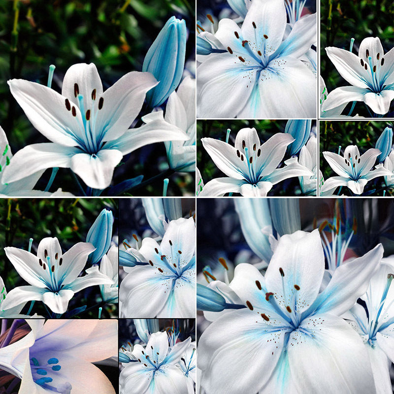 Blaue Herz Lilien Blumen Samen Bonsai Pflanze Lily Pflanzensamen 20 stück