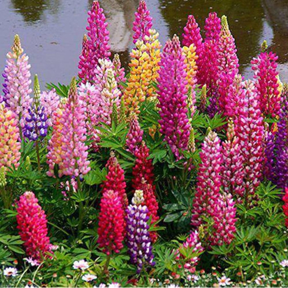 Assorted Farbe Russell Lupinus Polyphyllus Lupine Samen Garten Blumen 10 stück