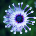 Blue Daisy robuste Pflanzen Blumensamen exotisch