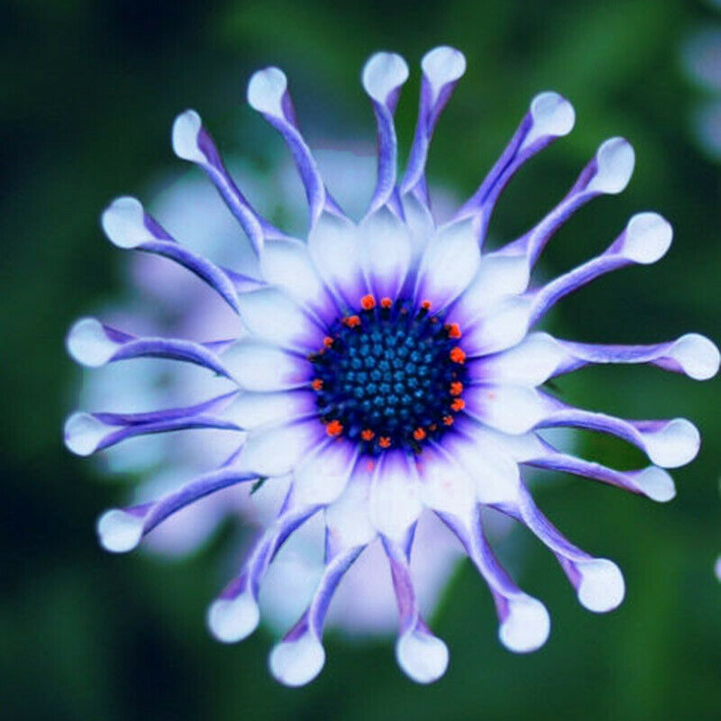 Blue Daisy robuste Pflanzen Blumensamen exotisch