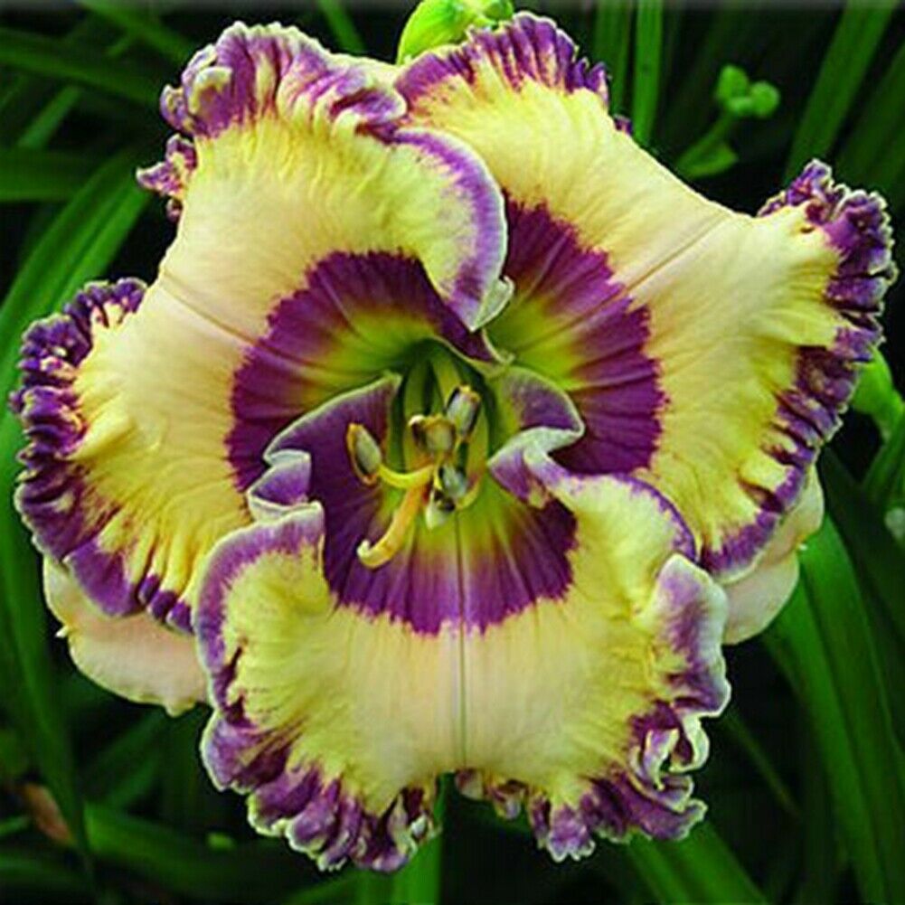 Bunte Daylily Lilien Samen Seltene Blumensamen