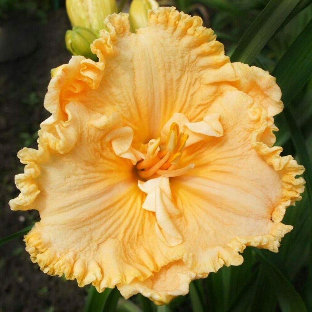 Bunte Daylily Lilien Samen Seltene Blumensamen