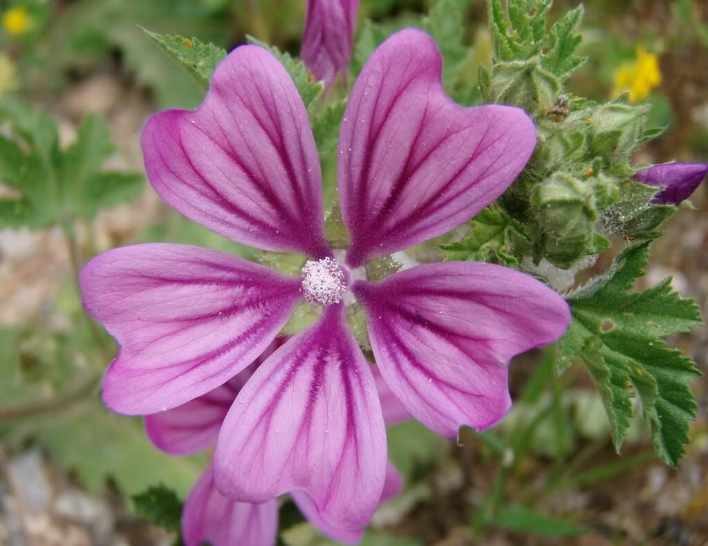 Mauritanian Malva Sylvestris Eibisch Blumensamen 15 stück