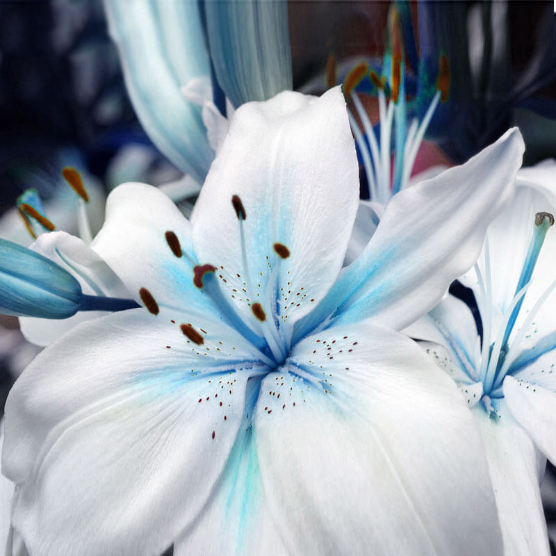Blaue Herz Lilien Blumen Samen Bonsai Pflanze Lily Pflanzensamen 20 stück