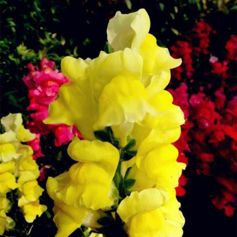 Snapdragon Antirrhinum Majus Samen mischte Farben