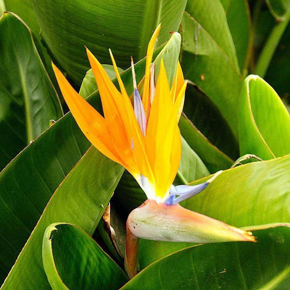 Strelitzia Blumen Orange Strelitzia Reginae Samen Paradiesvogel 5 stück