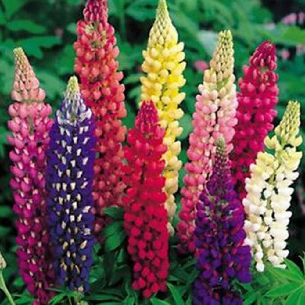 Assorted Farbe Russell Lupinus Polyphyllus Lupine Samen Garten Blumen 10 stück
