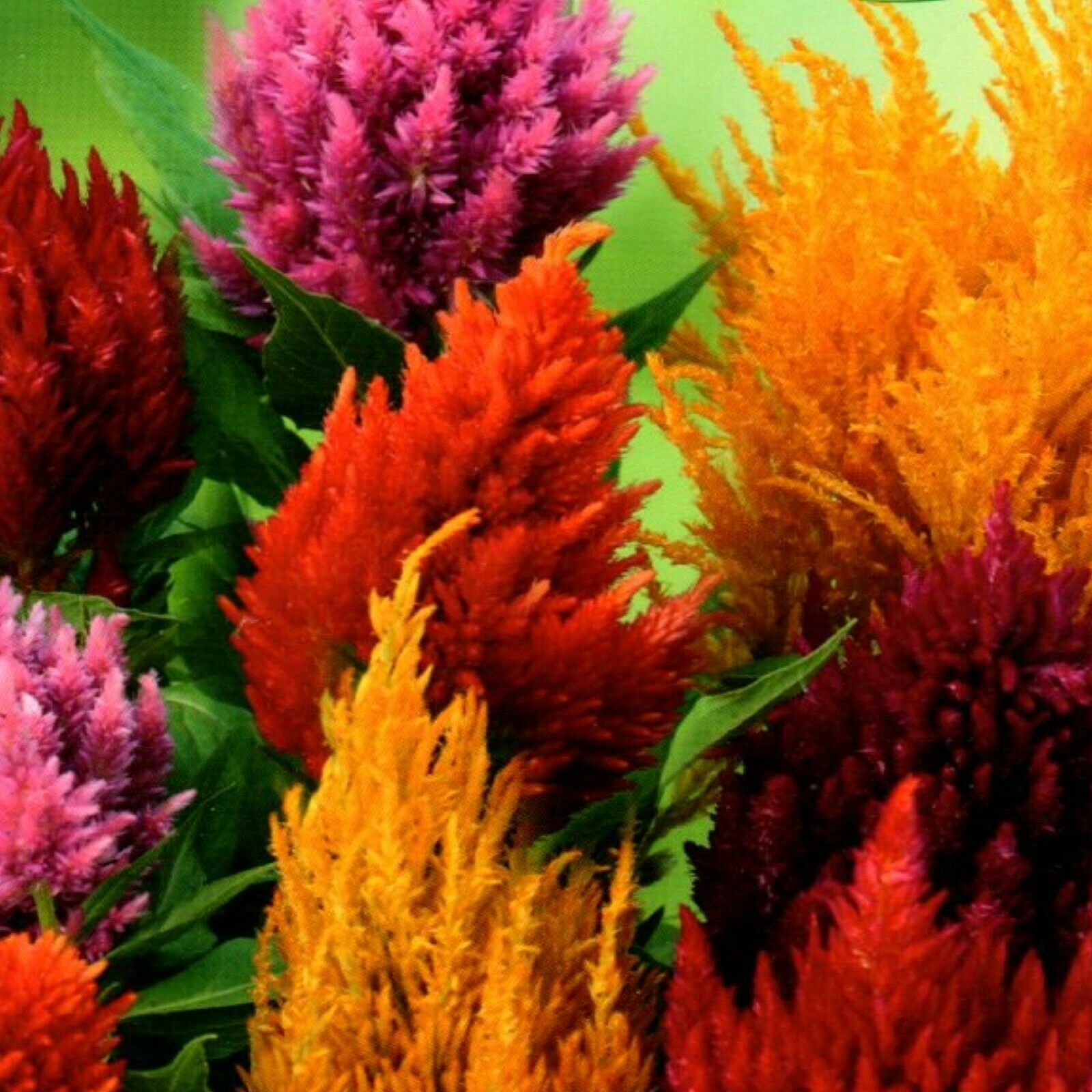 Federbusch Celosia plumosa samen 15 stück