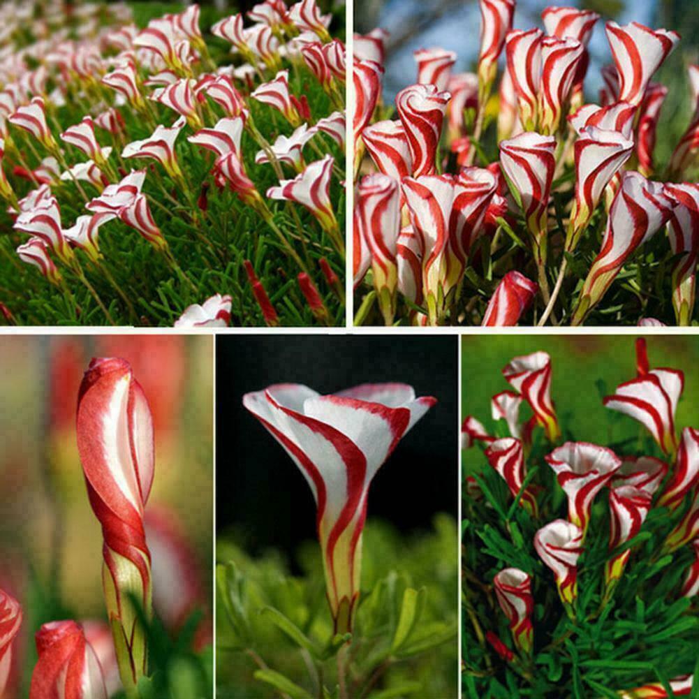 Oxalis versicolor Blumensamen