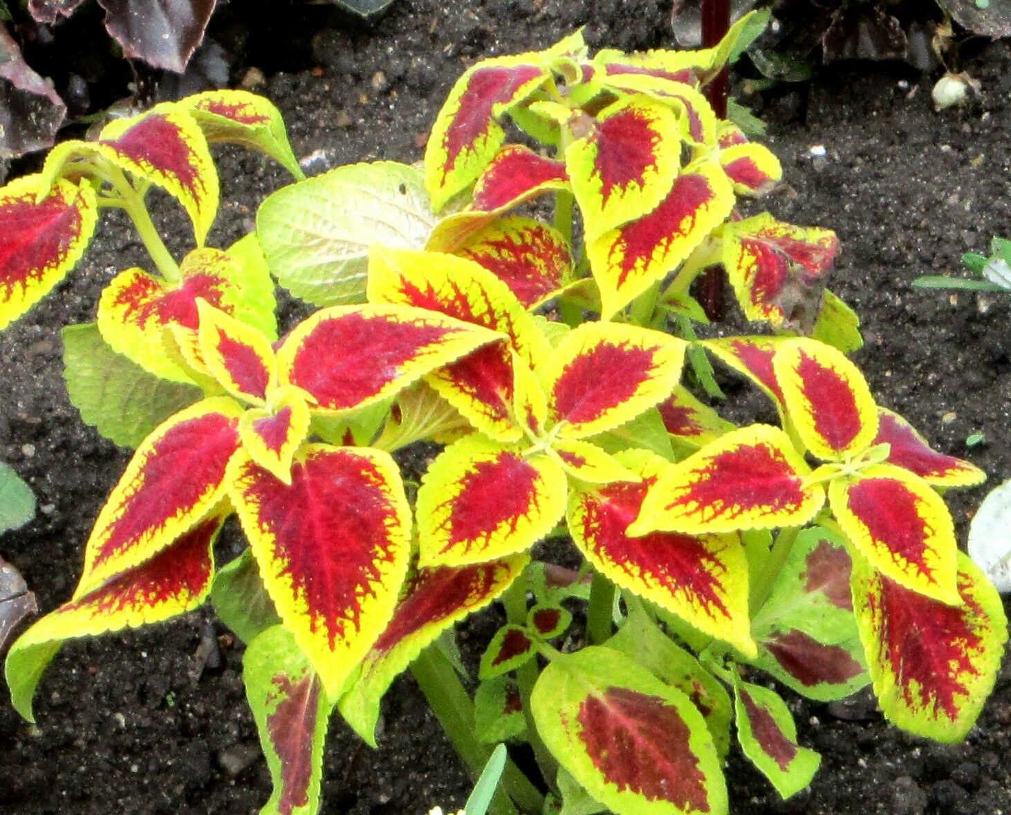 Buntnessel, Farbmix (Solenostemon scutellarioides, Coleus blumeii) 15 stück