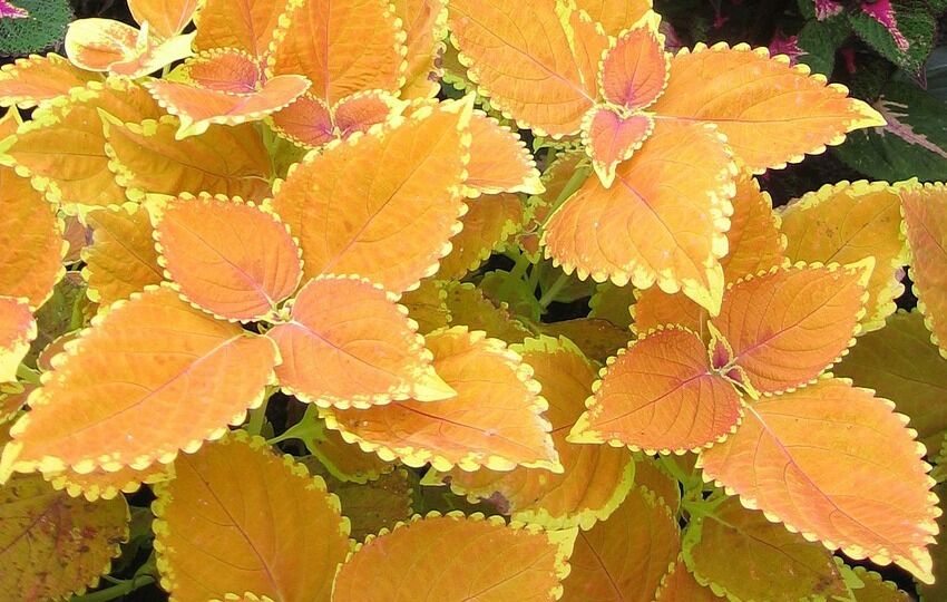 Buntnessel, Farbmix (Solenostemon scutellarioides, Coleus blumeii) 15 stück