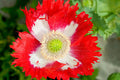POPPY DANISH FLAG SEEDS (Papaver somnifer)