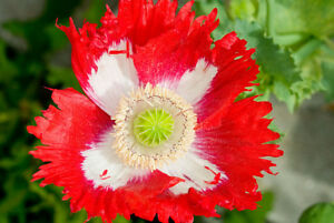 POPPY DANISH FLAG SEEDS (Papaver somnifer)