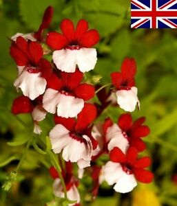 Nemesia St. George  (Nemesia strumosa) 15 stück