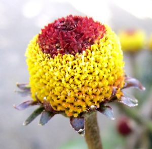 GESCHMACKSERLEBNIS, Samen Parakresse, Husarenkopf, Jambu (Acmella oleracea) 15 stück