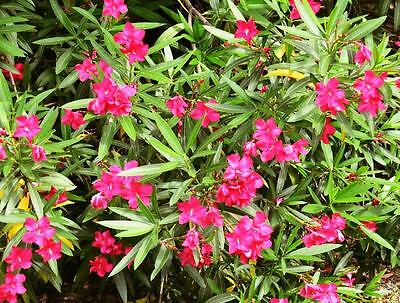 Oleander 15 stück