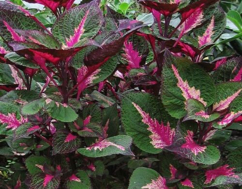 Buntnessel, Farbmix (Solenostemon scutellarioides, Coleus blumeii) 15 stück