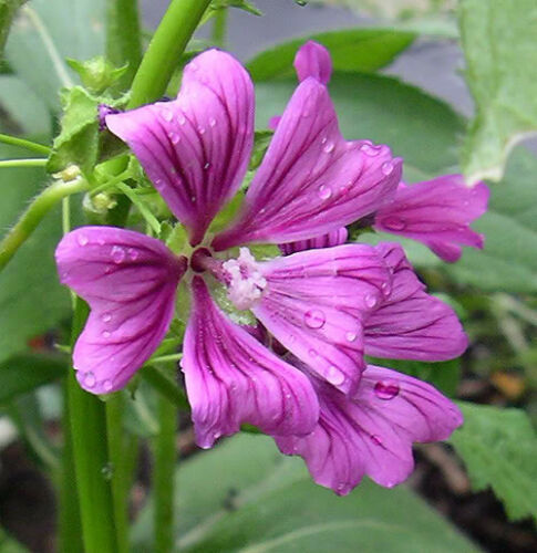 Mauritanian Malva Sylvestris Eibisch Blumensamen 15 stück