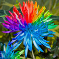 Regenbogen Chrysantheme Blumensamen Seltene Farbe Hausgarten Bonsai